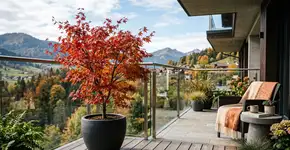 A árvore em vaso ideal para varandas ou terraços: é leve e suas flores proporcionam cores intensas