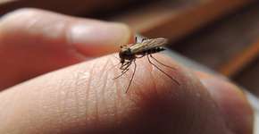 Foto: (ZanozaRu/DepositPhotos)