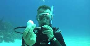 Sabe o que acontece quando quebramos um ovo debaixo d’água?