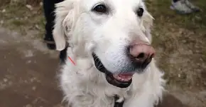 Veja imagens emocionantes do antes e depois de animais resgatados