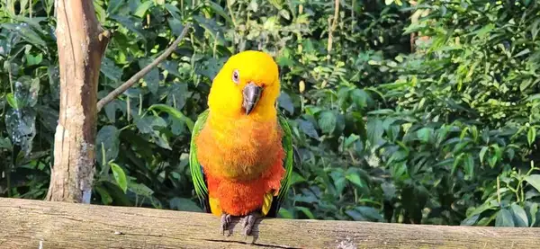 É possível bem pertinho das aves, porém não é permitido tocá-las