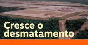Bolsonaro ataca a ciência e os dados sobre o desmatamento na Amazônia