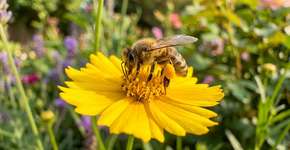 Se você vir uma abelha sobrevoando sua casa, nós lhe explicamos o que isso significa e por que é um bom sinal