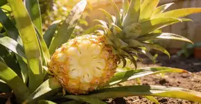 Foto: (Imagem sem texto alternativo disponivel ID [2705432])