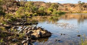 Tartarugas de água doce prosperam apenas meses depois de um lago no interior estar à beira de secar