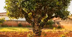 Foto: (Imagem sem texto alternativo disponivel ID [2711422])