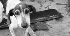 Campanha incentiva população a dar água e alimento a animais de rua