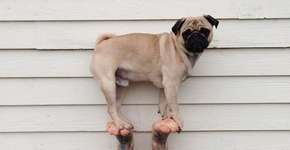 Instagram: 10 perfis de cachorros para você seguir e se apaixonar