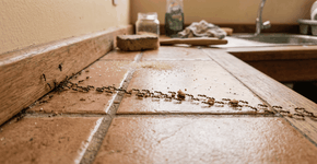 Foto: (Imagem sem texto alternativo disponivel ID [2763484])