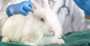 Europa pede fim de testes de cosméticos em animais no mundo