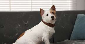 9 dicas para reduzir os pelos dos animais pela casa 