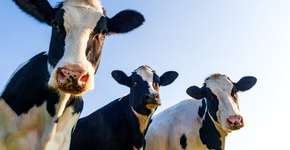 Veja 10 razões por que as vacas devem ser amadas e não exploradas