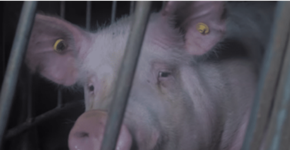 Porcos são abandonados no Canadá em meio a animais mortos