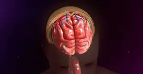 Dia Mundial contra a Meningite. Doença é comum nesta época do ano