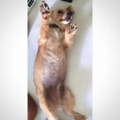 Veja alguns dos cães e gatos que já estão participando do #MostreABarriguinha!