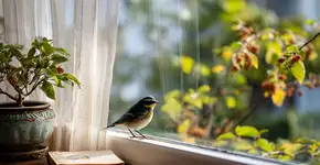 Pássaros visitam casas que oferecem comida, água e abrigo seguro no jardim