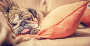 Foto: (Imagem sem texto alternativo disponivel ID [1061831])