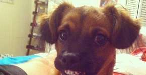 Foto: (Imagem sem texto alternativo disponivel ID [787944])