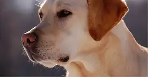 Homem acusa vigilante de universidade de balear cadela no RS