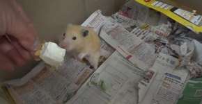 Japoneses pedem prisão de youtuber que abusa de hamsters