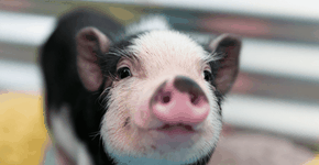 Dia dos Animais: uma data pelo respeito a todos os seres vivos