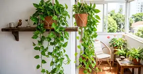 Nem petúnias nem gerânios: a planta de fácil cultivo que os especialistas recomendam para melhorar o ambiente do seu terraço