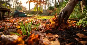 Onde colocar as folhas caídas e quando elas se tornam destruidoras do jardim