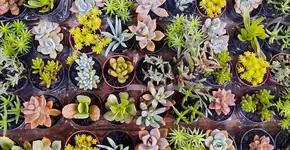 Mercadão das Flores