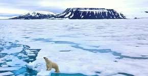 Urso polar é encontrado desnutrido a 700 km de casa na Rússia