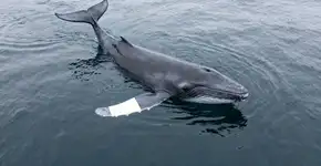 Essa baleia nada a 35 km/h com corpo de torpedo pesando 10 toneladas inteiras