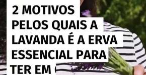 2 motivos pelos quais a lavanda é a erva essencial para ter em casa