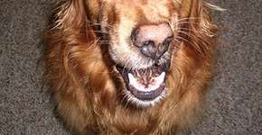 11 fotos de cachorros espirrando para alegrar o seu dia