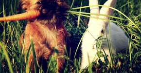 Opções vegetarianas para a Páscoa