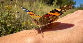 Foto: (Imagem sem texto alternativo disponivel ID [2728176])