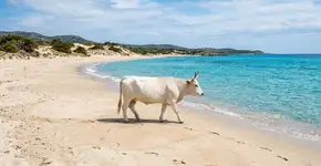 A praia que todos sonham visitar, nela você pode nadar ao lado de vacas