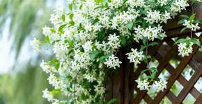 Uma planta trepadeira extremamente linda e rústica que transforma qualquer jardim em um paraíso