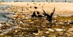 Foto: (Imagem sem texto alternativo disponivel ID [1858894])