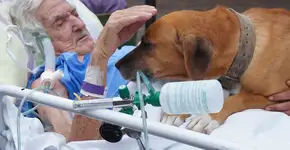Idoso chora de saudade do cachorro em hospital e recebe surpresa