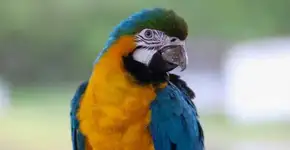 Arara brasileira é primeira ave do mundo a ter prótese metálica