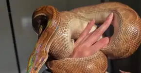 Jiboia à solta em SP: Cobra de estimação foge de apartamento e preocupa moradores