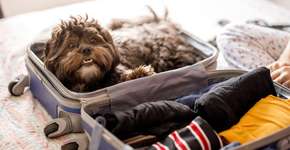 Foto: (Capuski/iStock)