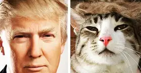 Página ironiza Donald Trump e publica fotos de animais imitando o empresário