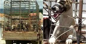 Prefeitura de Igaracy causa revolta ao matar mais de 30 cachorros