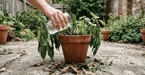 Ressuscite suas plantas murchas com um soro caseiro que faz qualquer planta voltar a vida