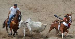 Ativistas pedem que Michel Temer vete projeto de lei da vaquejada