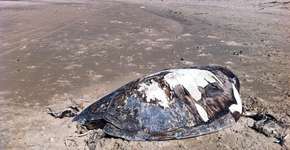 Tartarugas no Ceará: retratos do desequilíbrio ambiental