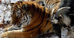 Foto: (Imagem sem texto alternativo disponivel ID [999599])