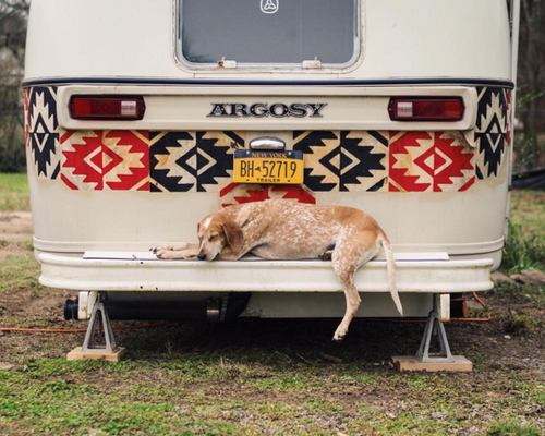 Instagram com fotos incríveis de cadela adotada alcança mais de 1 milhão de seguidores