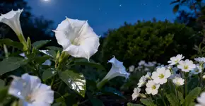 Foto: (Imagem sem texto alternativo disponivel ID [2672460])