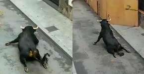 Touro rasteja e quebra as pernas em festival na Espanha